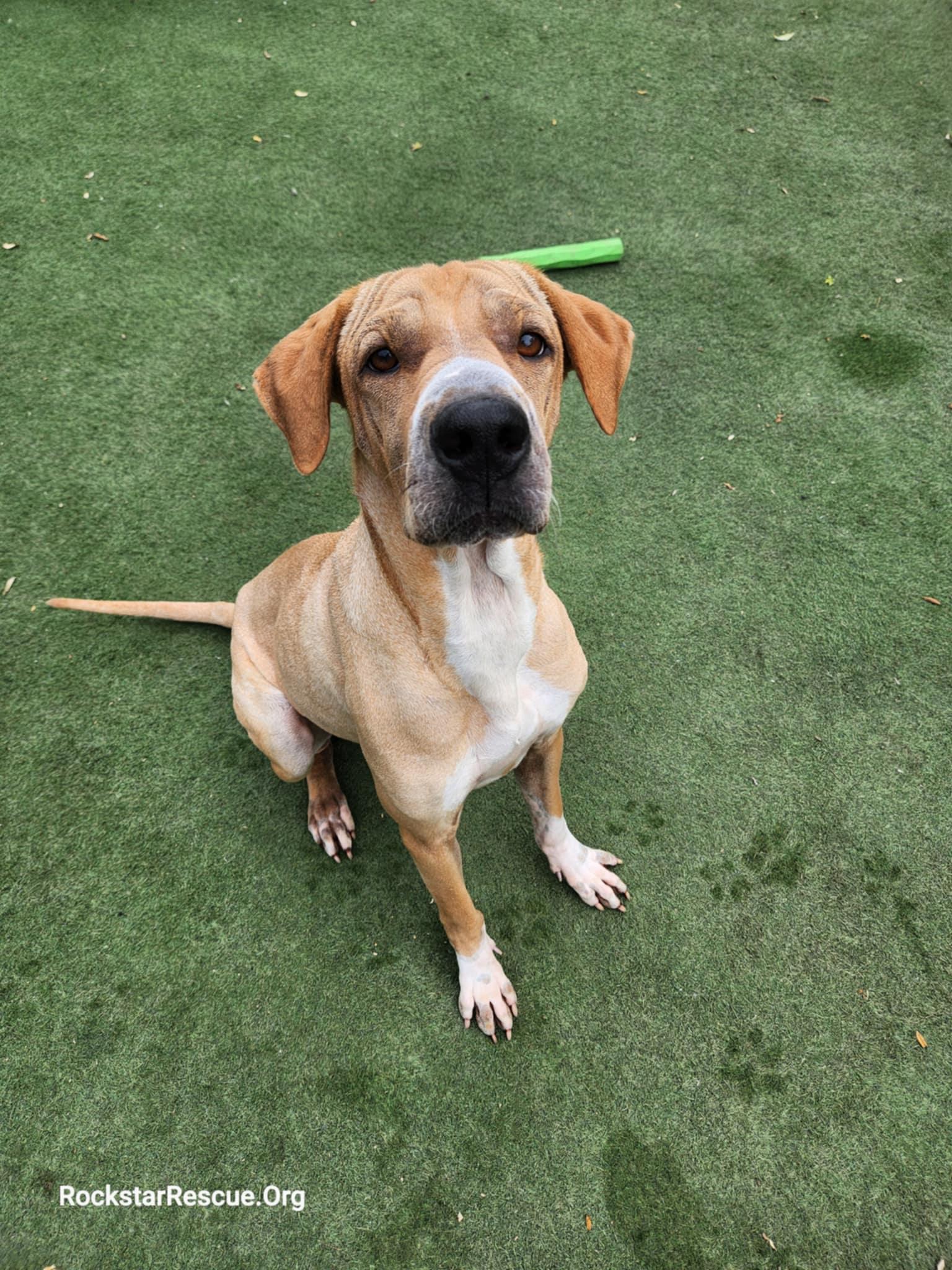 Pluto, Adoptable, Young Male Mixed Breed.