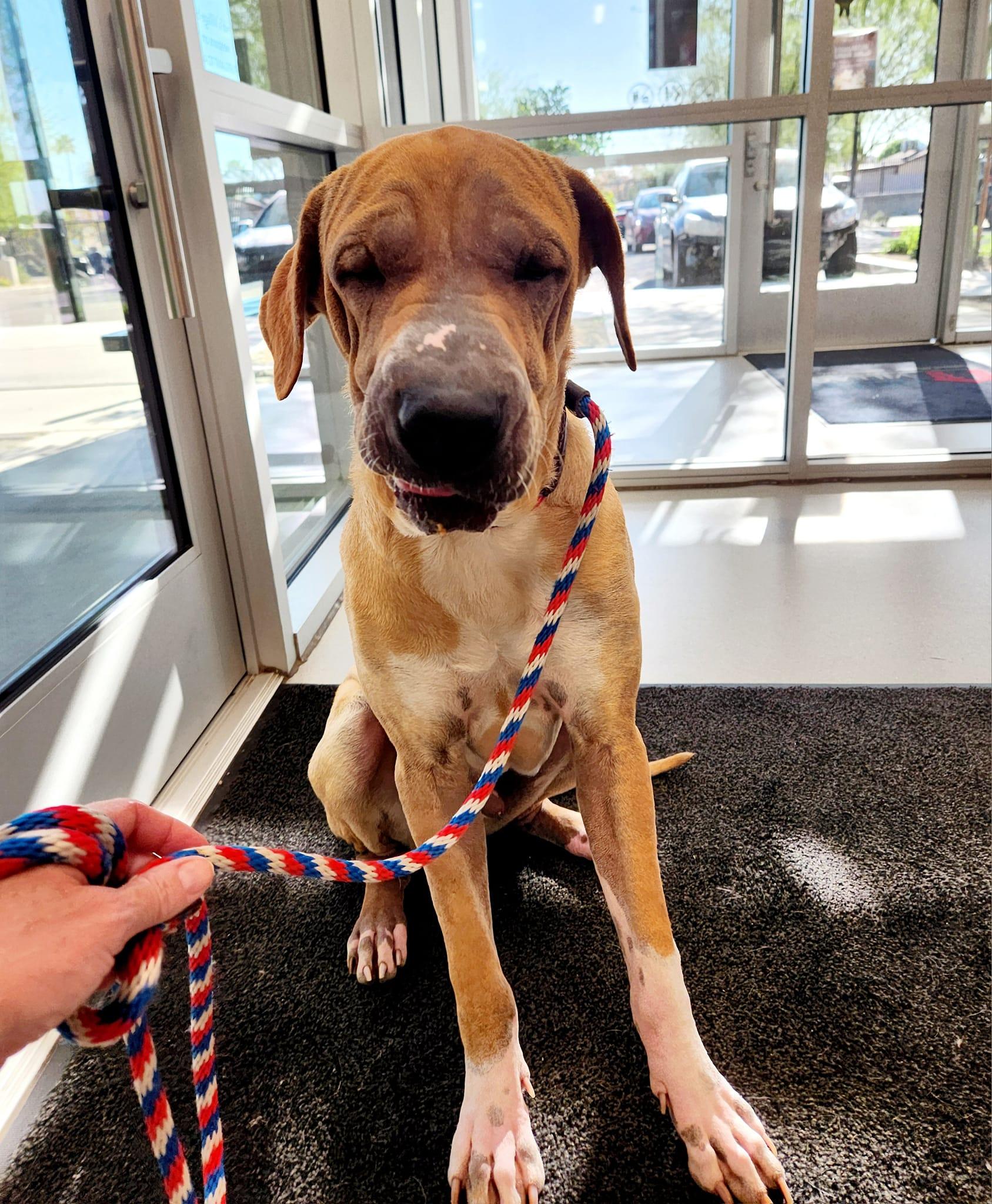 Pluto, a Adoptable mixed breed in Phoenix, AZ image 4/6