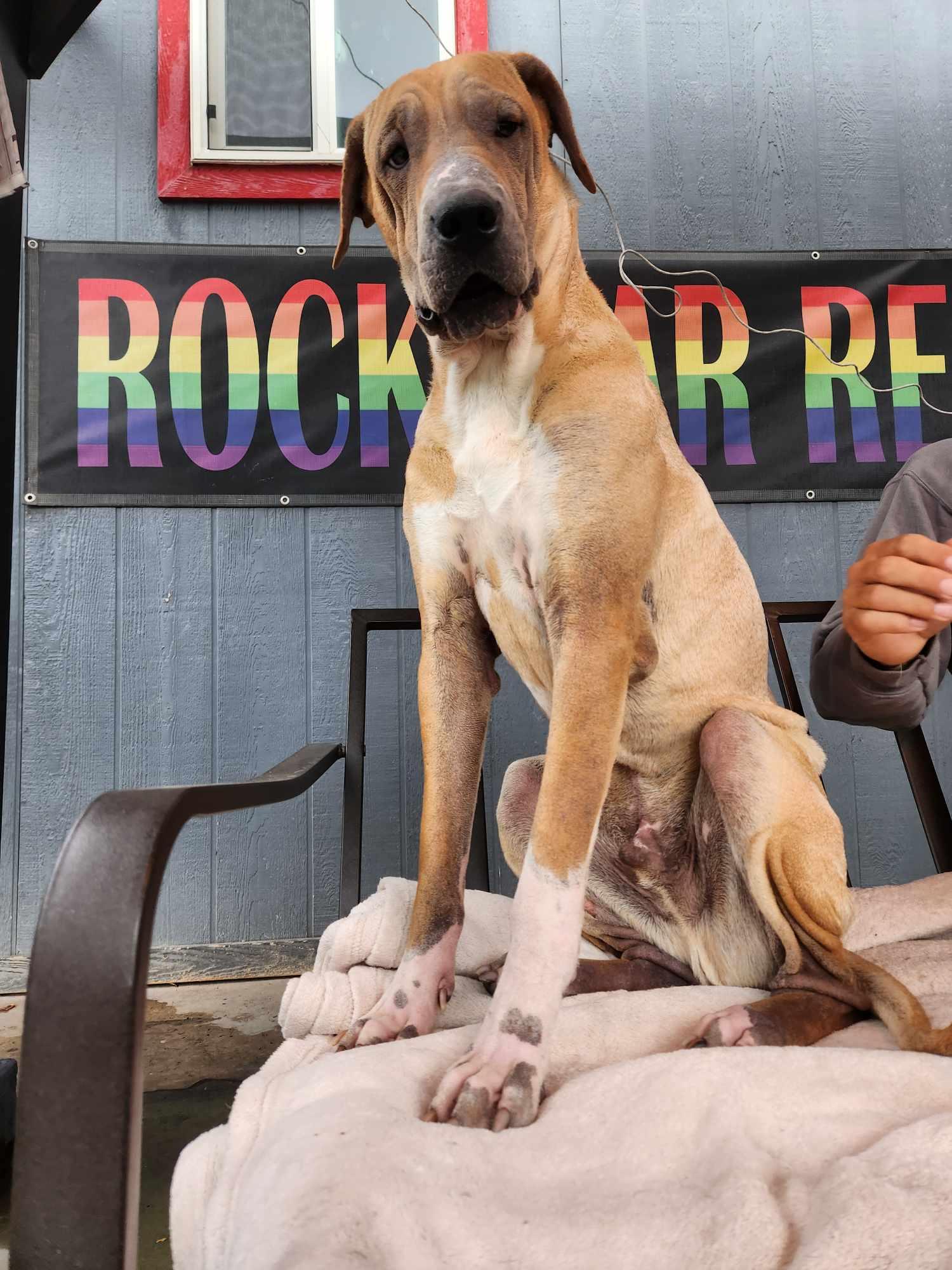 Pluto, a Adoptable mixed breed in Phoenix, AZ image 5/6