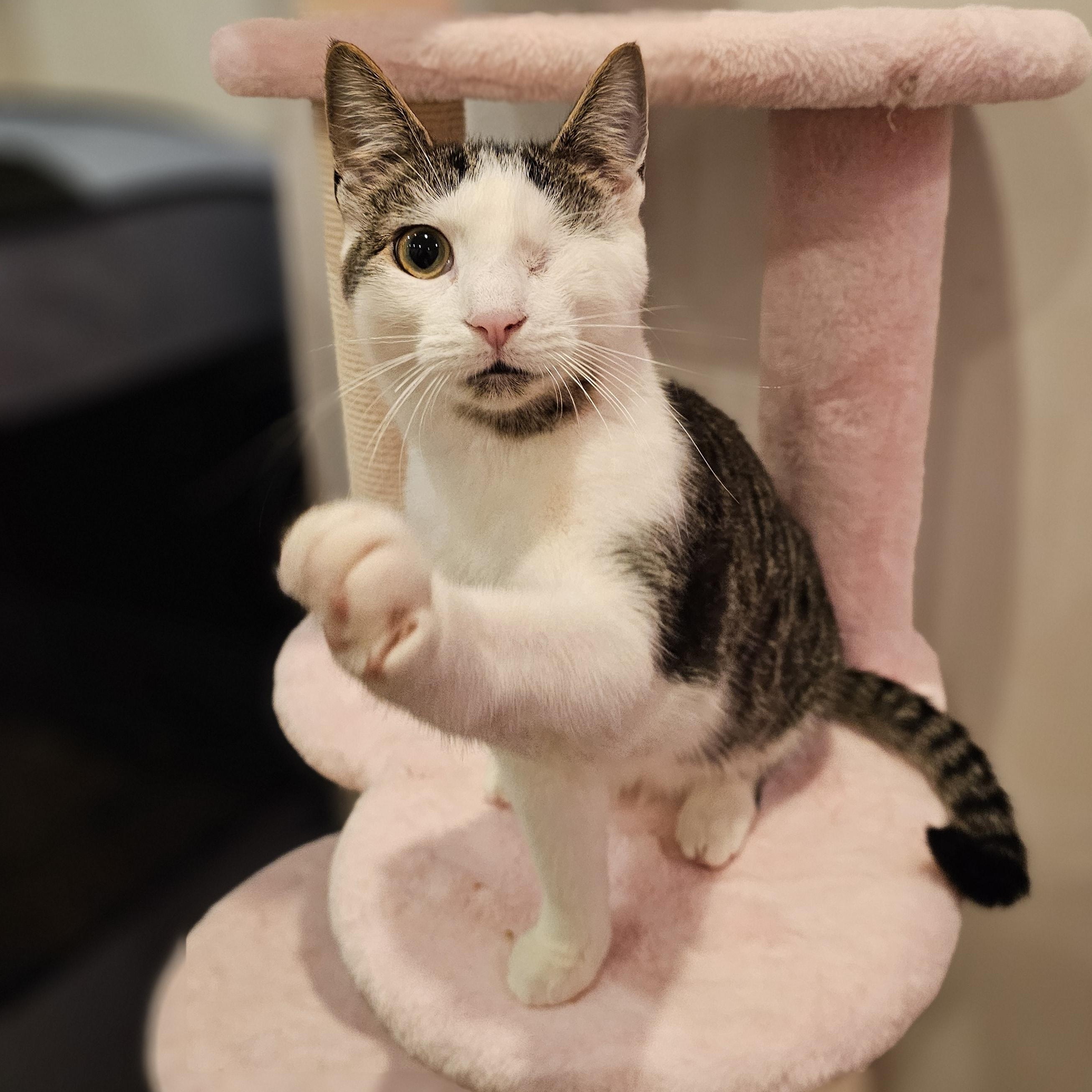 Enlarge Bumble, a ADOPTABLE Domestic Short Hair in Philadelphia, PA image 2/5