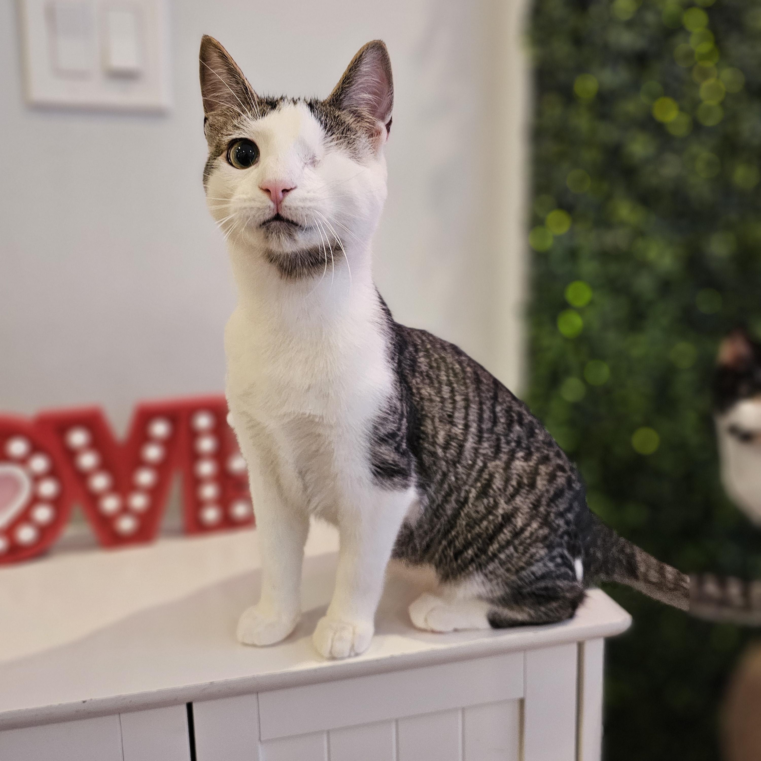 Bumble, a ADOPTABLE Domestic Short Hair in Philadelphia, PA image 1/5