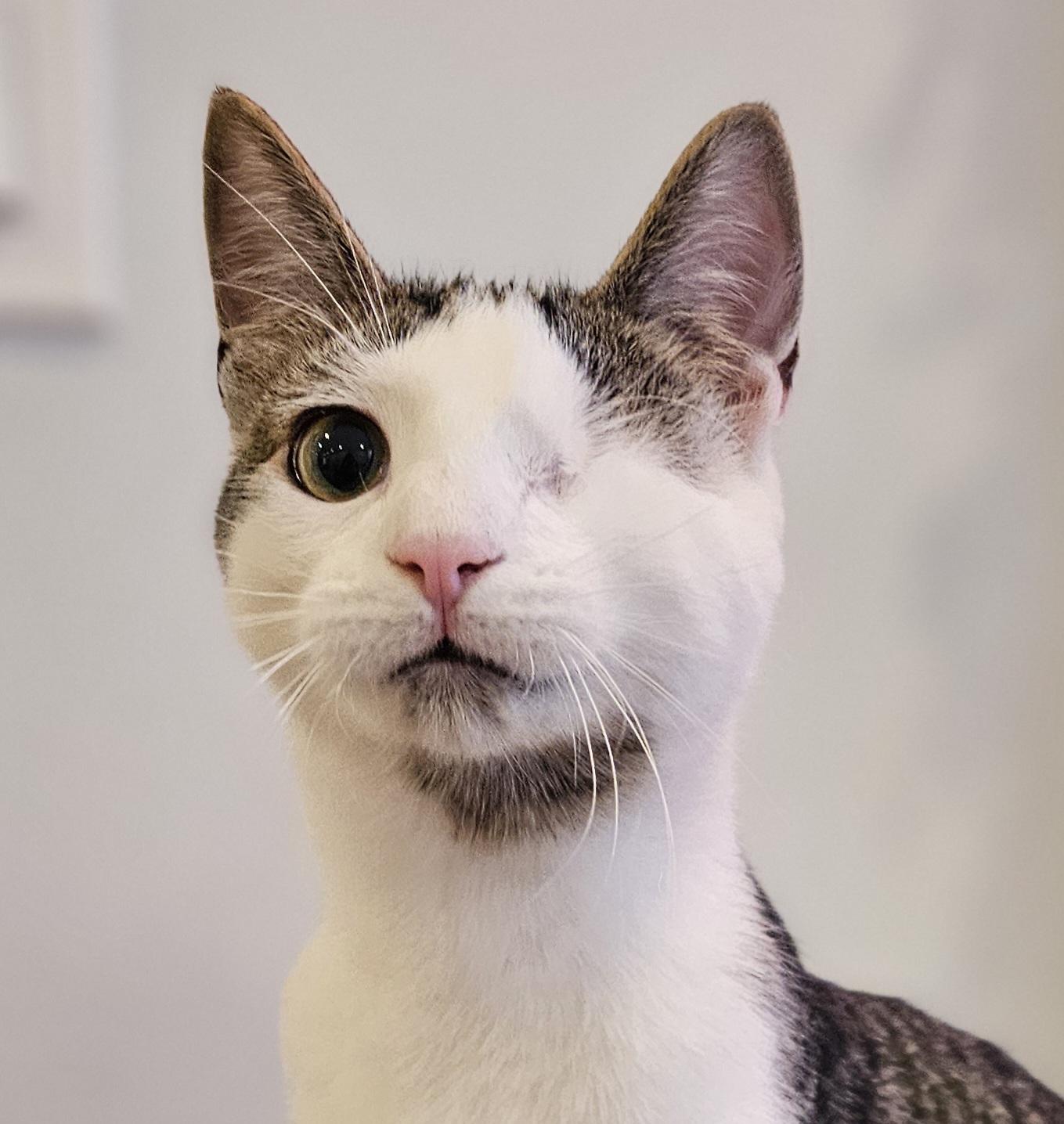 Bumble, ADOPTABLE, Kitten Male Domestic Short Hair.