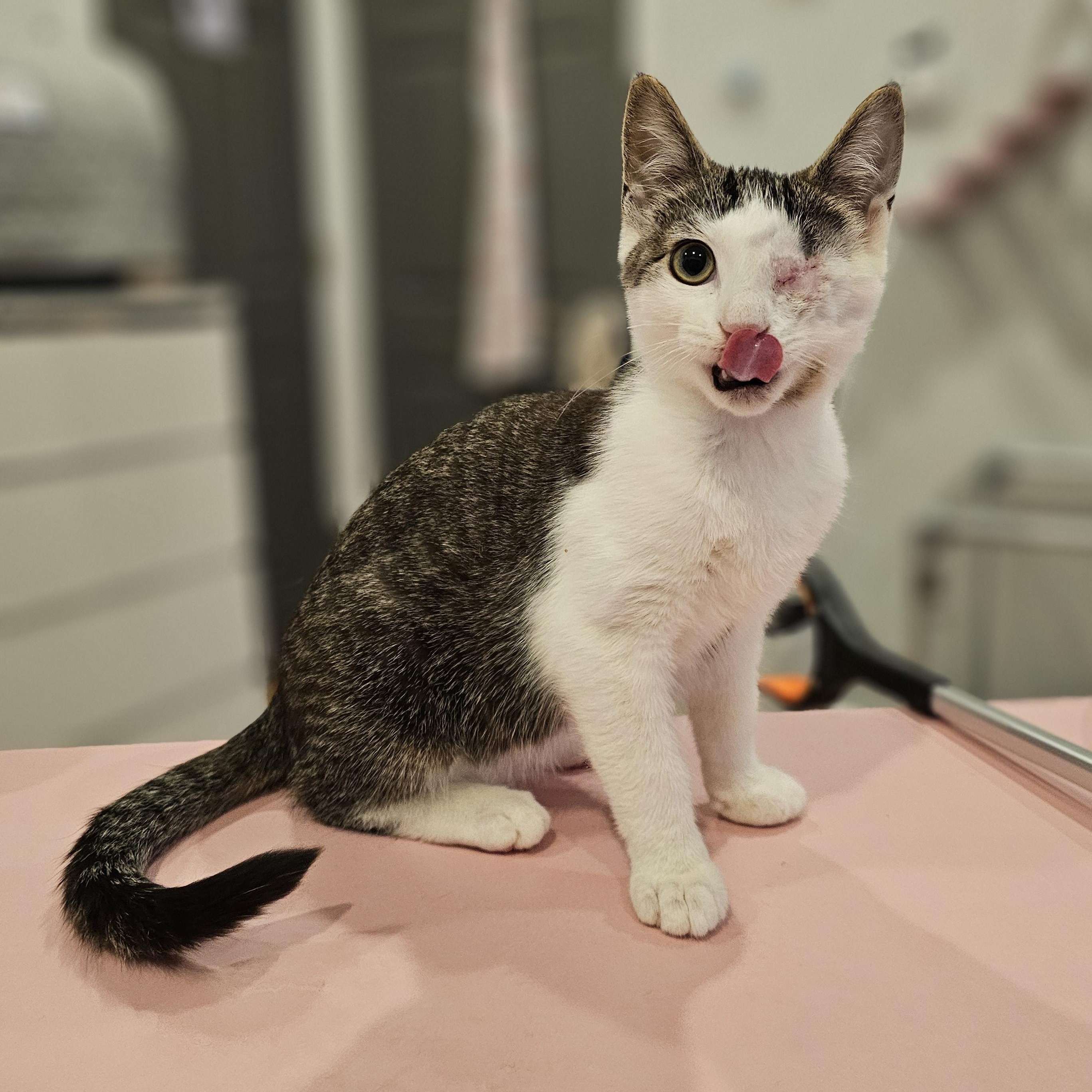 Enlarge Bumble, a ADOPTABLE Domestic Short Hair in Philadelphia, PA image 1/4