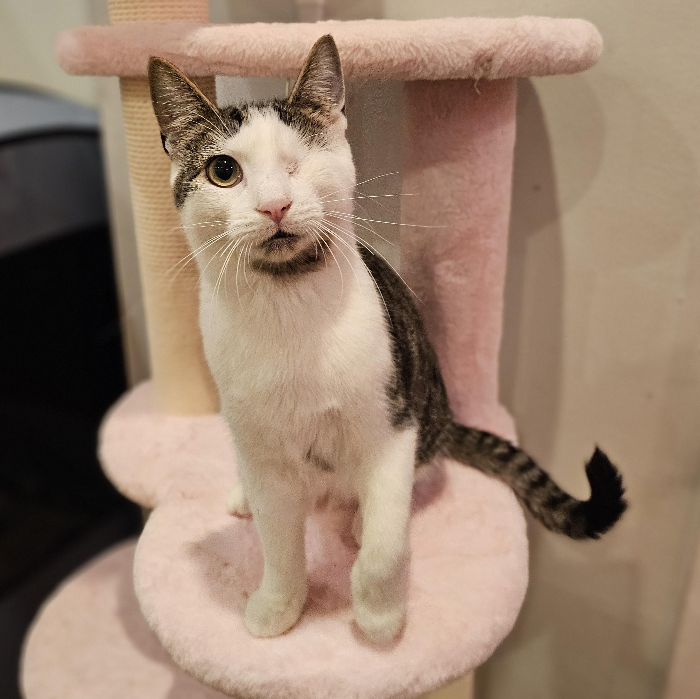 Enlarge Bumble, a ADOPTABLE Domestic Short Hair in Philadelphia, PA image 4/5