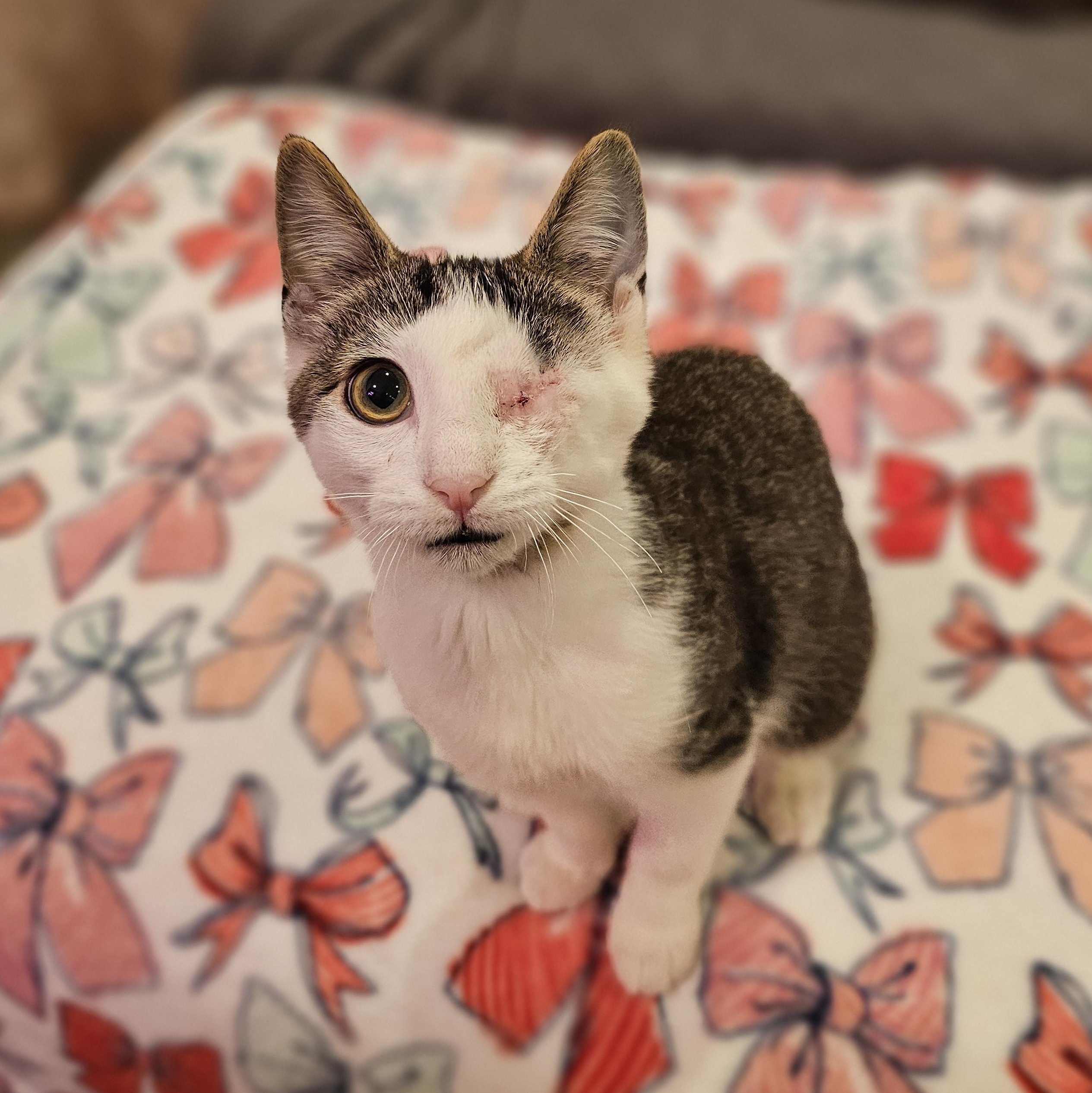 Enlarge Bumble, a ADOPTABLE Domestic Short Hair in Philadelphia, PA image 2/4