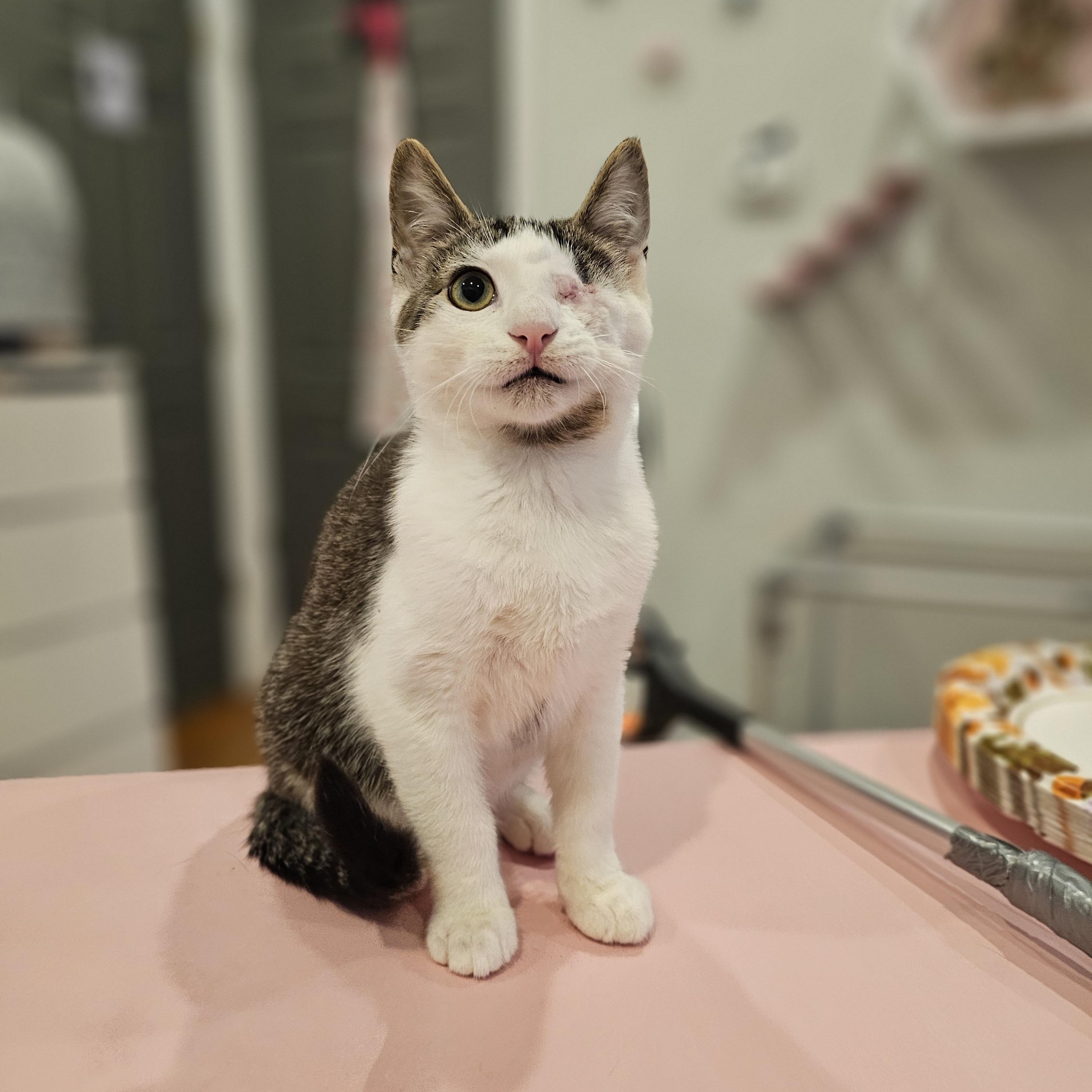 Enlarge Bumble, a ADOPTABLE Domestic Short Hair in Philadelphia, PA image 3/4