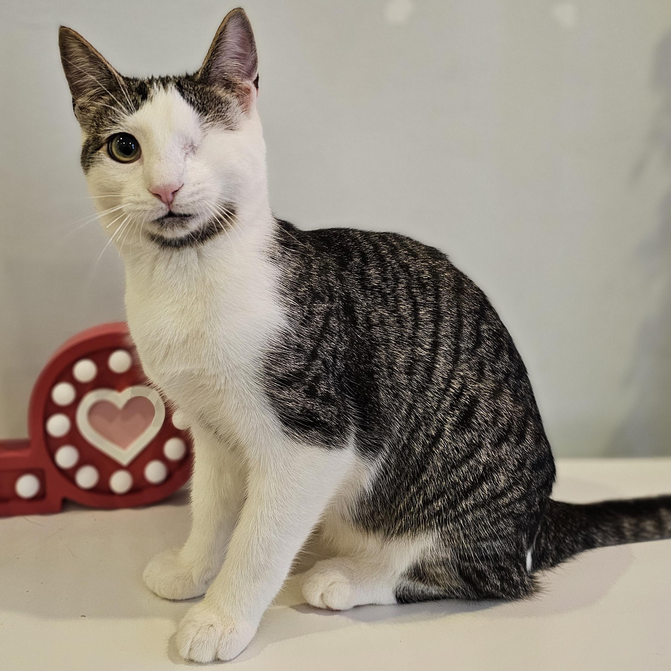 Bumble, a ADOPTABLE Domestic Short Hair in Philadelphia, PA image 5/5