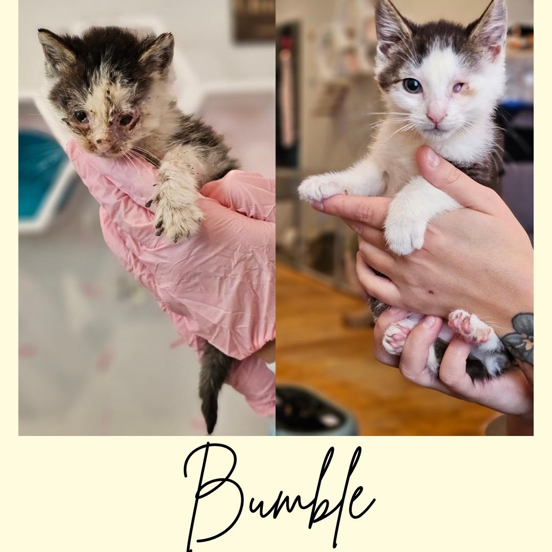 Enlarge Bumble, a ADOPTABLE Domestic Short Hair in Philadelphia, PA image 4/4