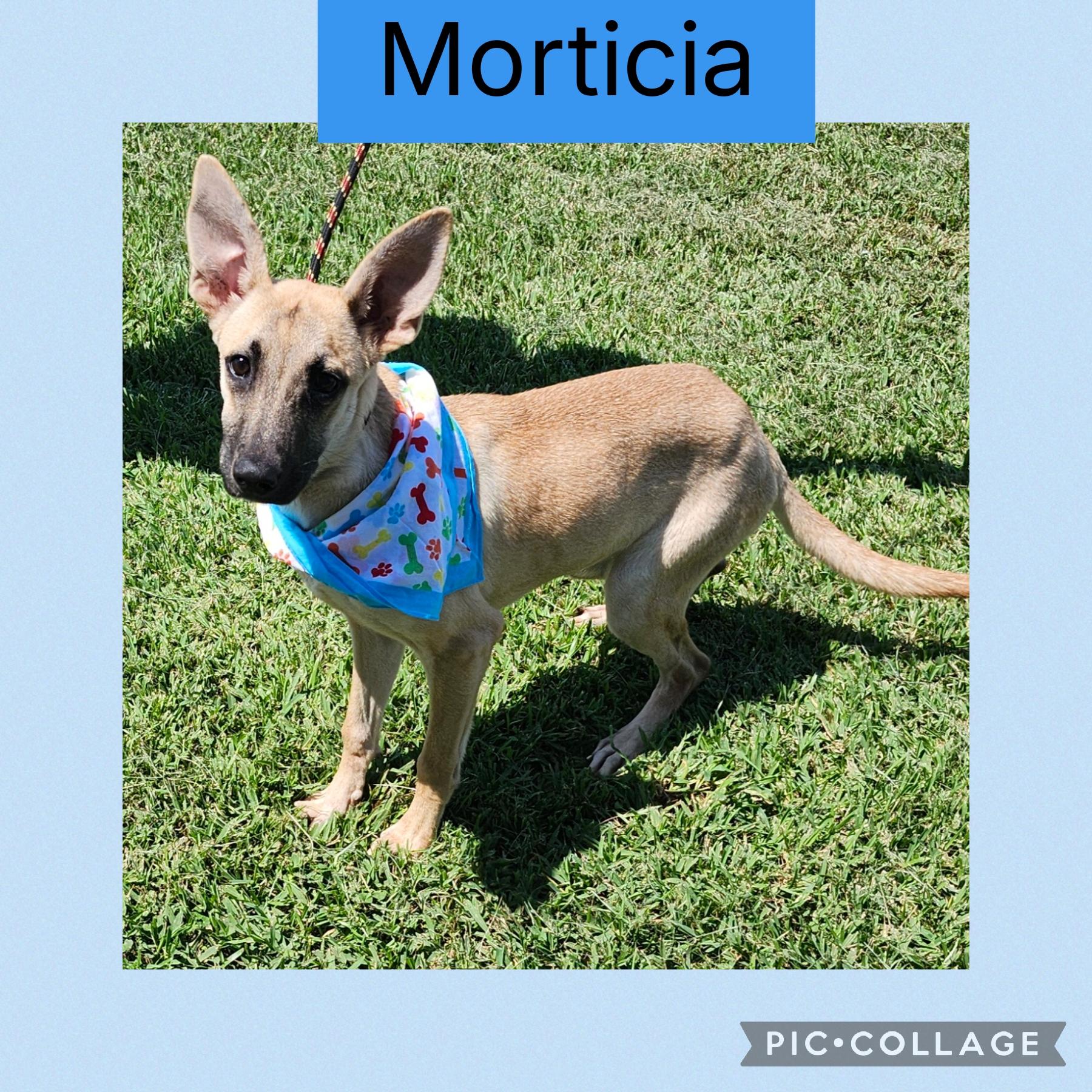 Morticia