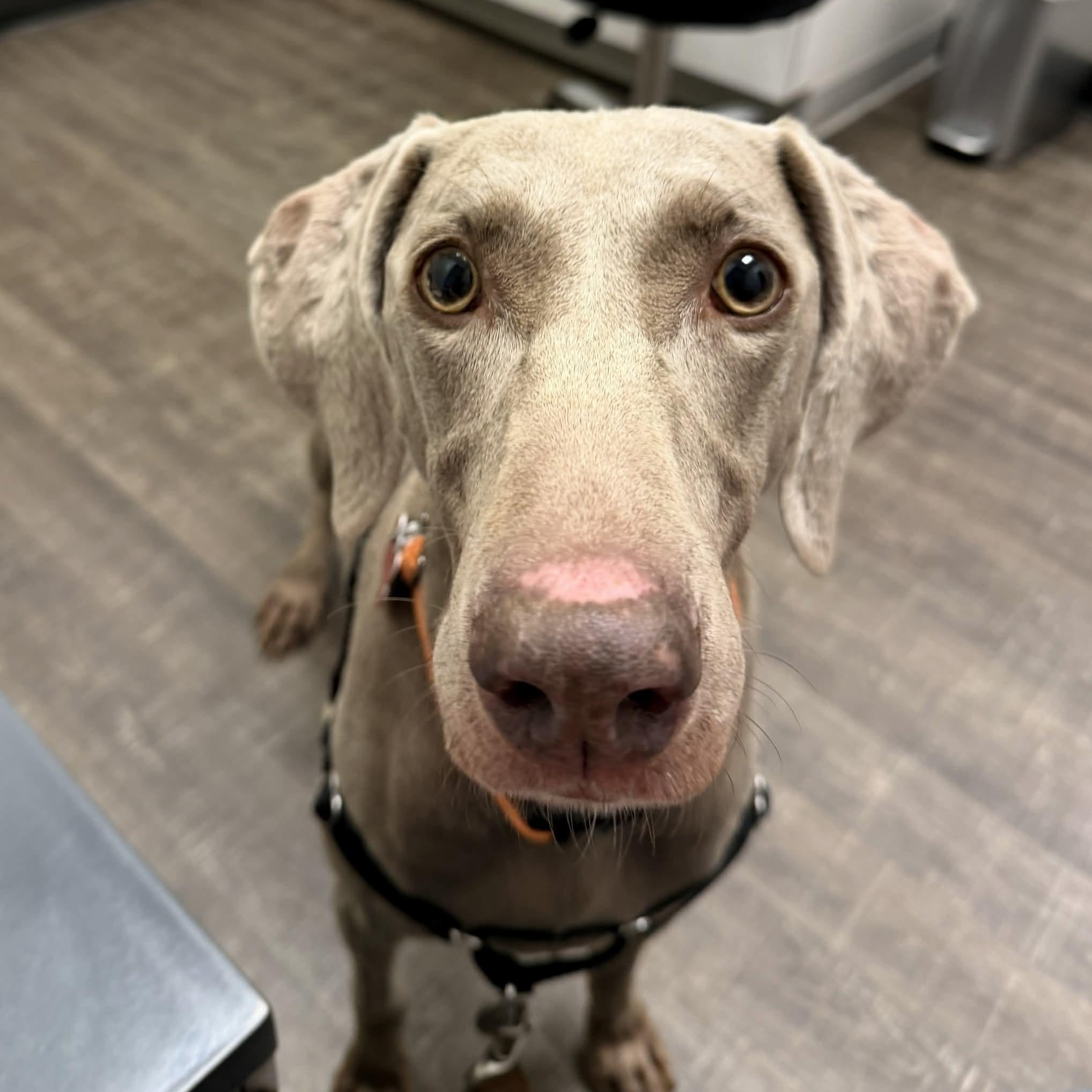 Honey, ADOPTABLE, Young Female Weimaraner.