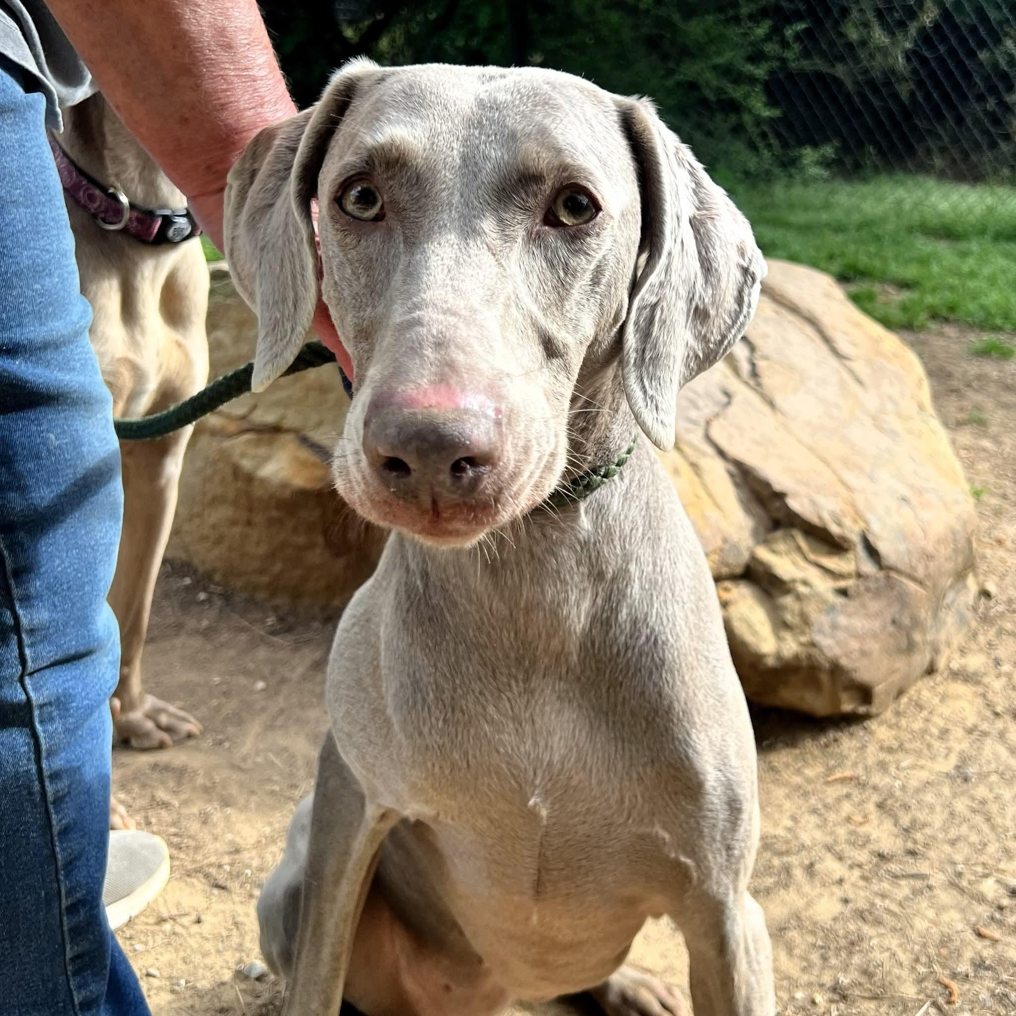Enlarge Honey, a ADOPTABLE Weimaraner in Birmingham, AL image 3/4