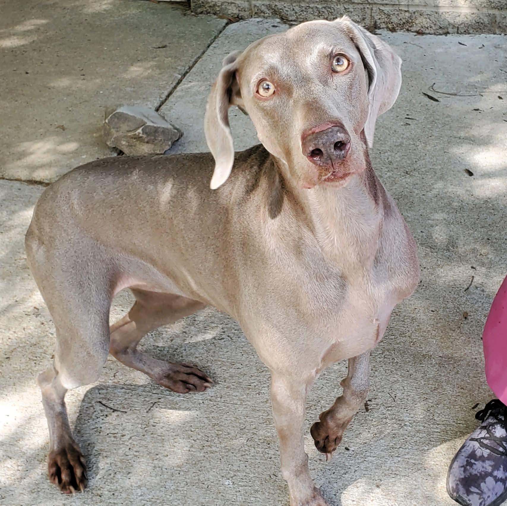 Enlarge Honey, a ADOPTABLE Weimaraner in Birmingham, AL image 4/4