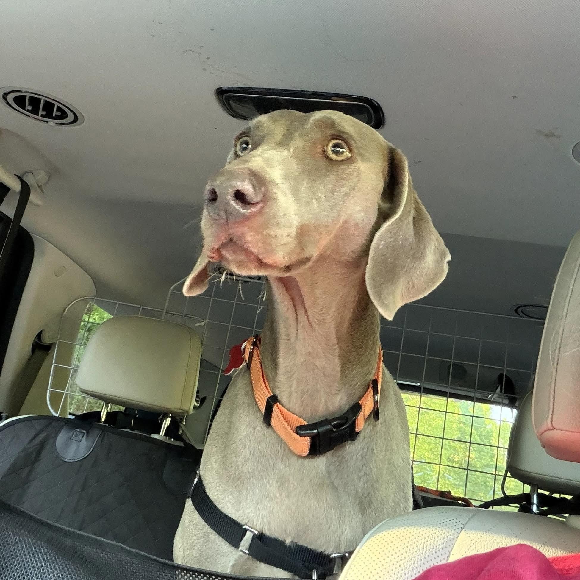 Enlarge Honey, a ADOPTABLE Weimaraner in Birmingham, AL image 2/4