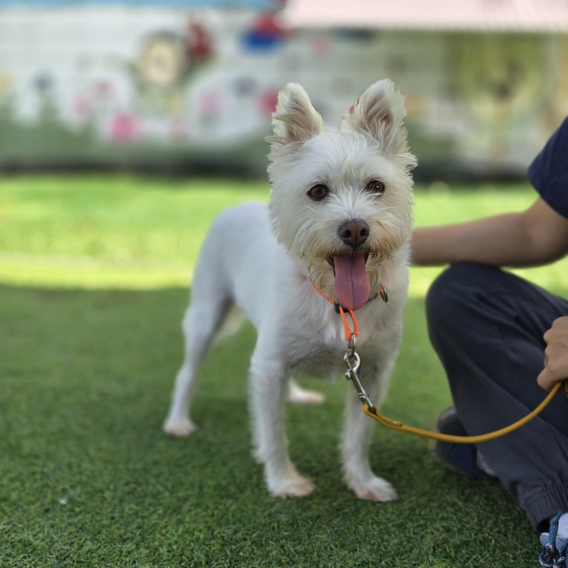 Mallang- Sweetest Girl 17 lbs., Adoptable, Adult Female Mixed Breed.