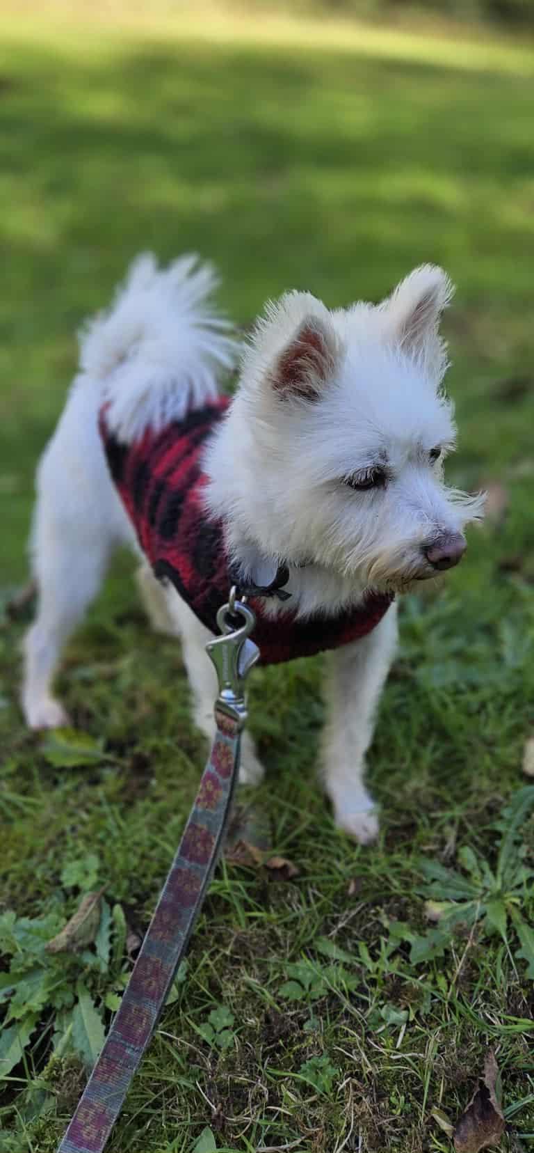 Mallang- Sweetest Girl 17 lbs., a Adoptable mixed breed in Elma, WA image 2/3