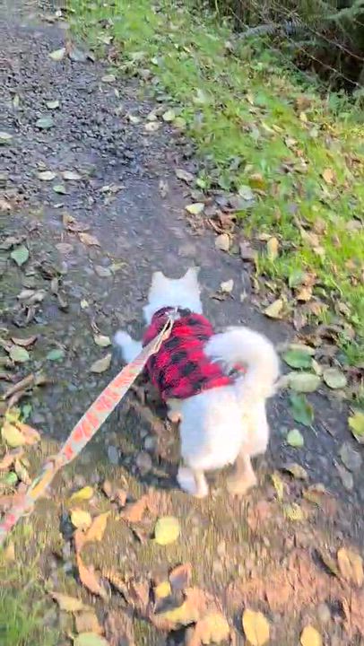 Enlarge Mallang- Sweetest Girl 17 lbs., a Adoptable mixed breed in Elma, WA video 3/3