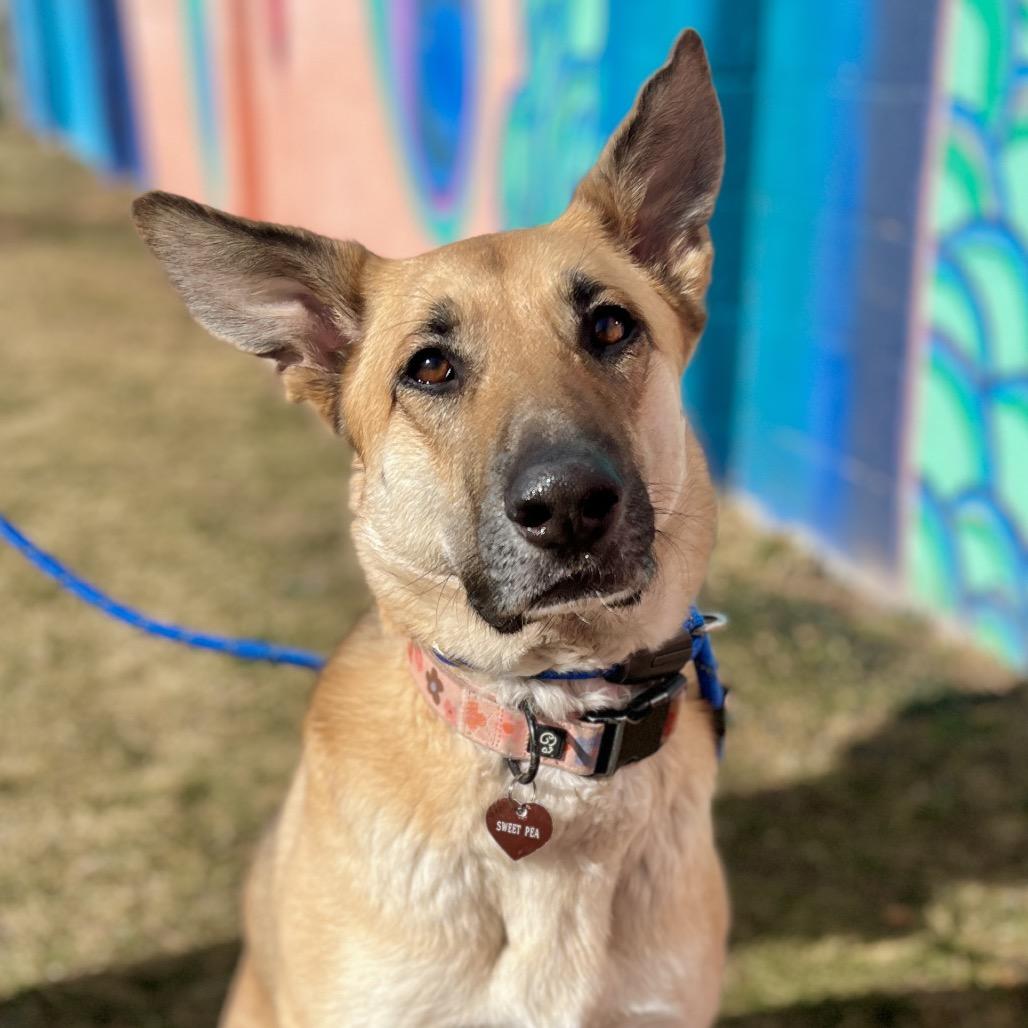 Sweet Pea, a Adoptable mixed breed in Salt Lake City, UT image 1/6