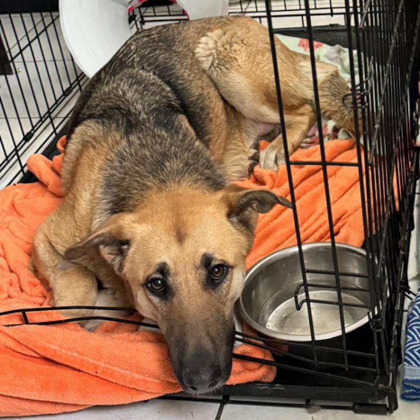 Sweet Pea, a Adoptable mixed breed in Salt Lake City, UT image 2/6