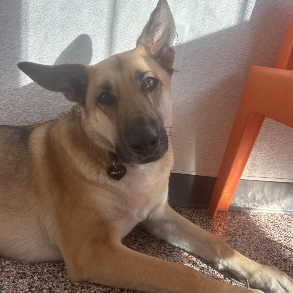Sweet Pea, a Adoptable mixed breed in Salt Lake City, UT image 4/6