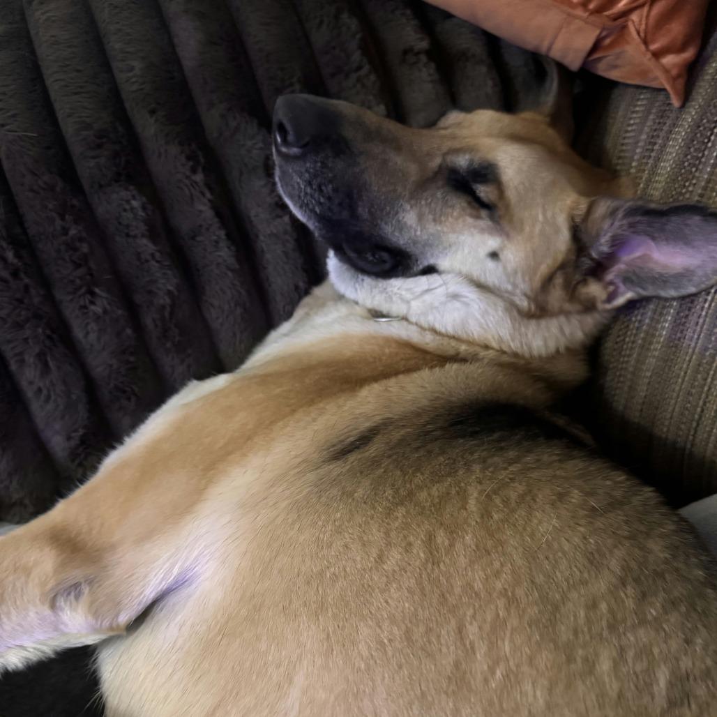 Sweet Pea, a Adoptable mixed breed in Salt Lake City, UT image 5/6