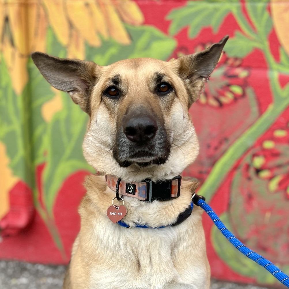 Sweet Pea, a Adoptable mixed breed in Salt Lake City, UT image 6/6