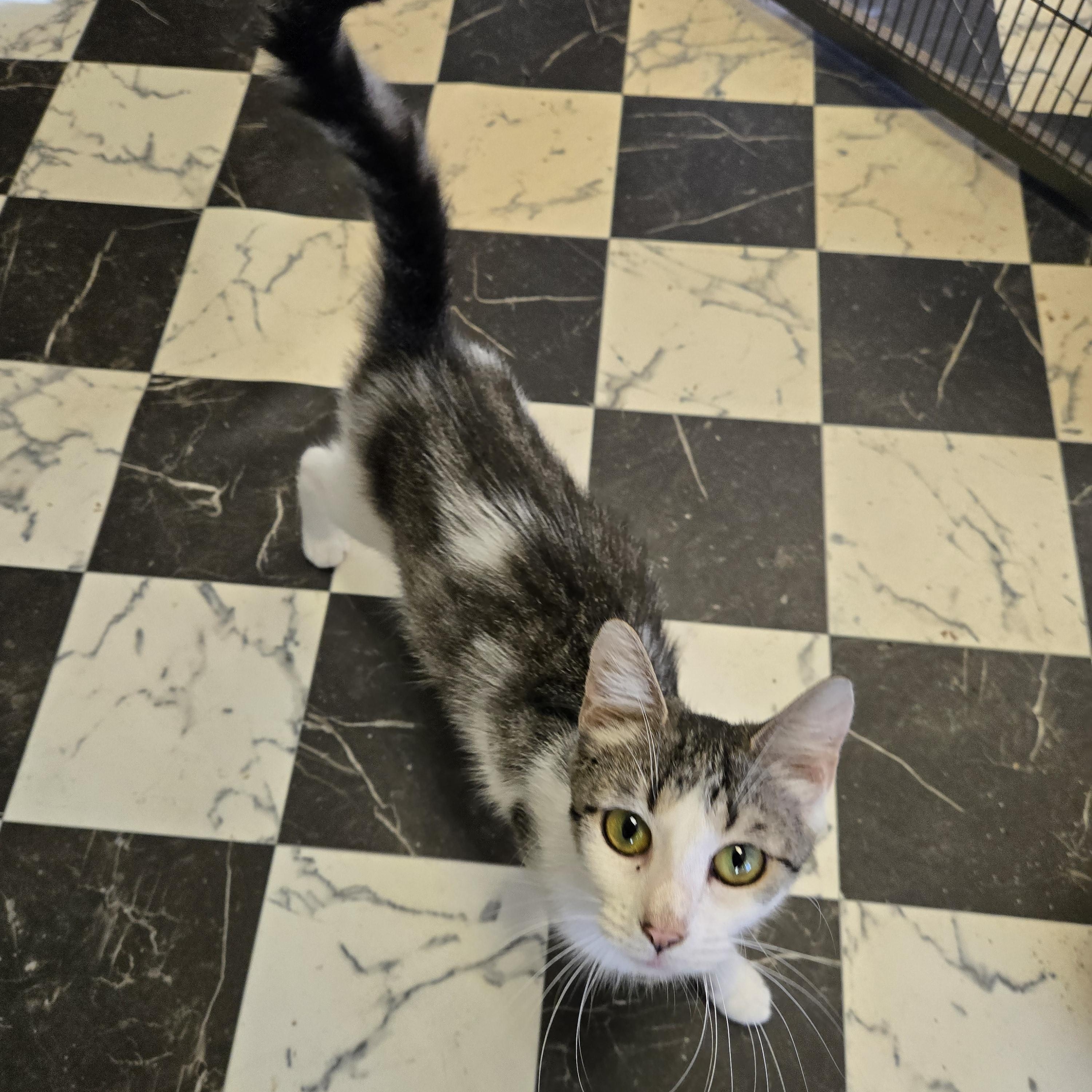 Kiki and Elvira, a Adoptable Domestic Short Hair in Amherst, VA image 1/2