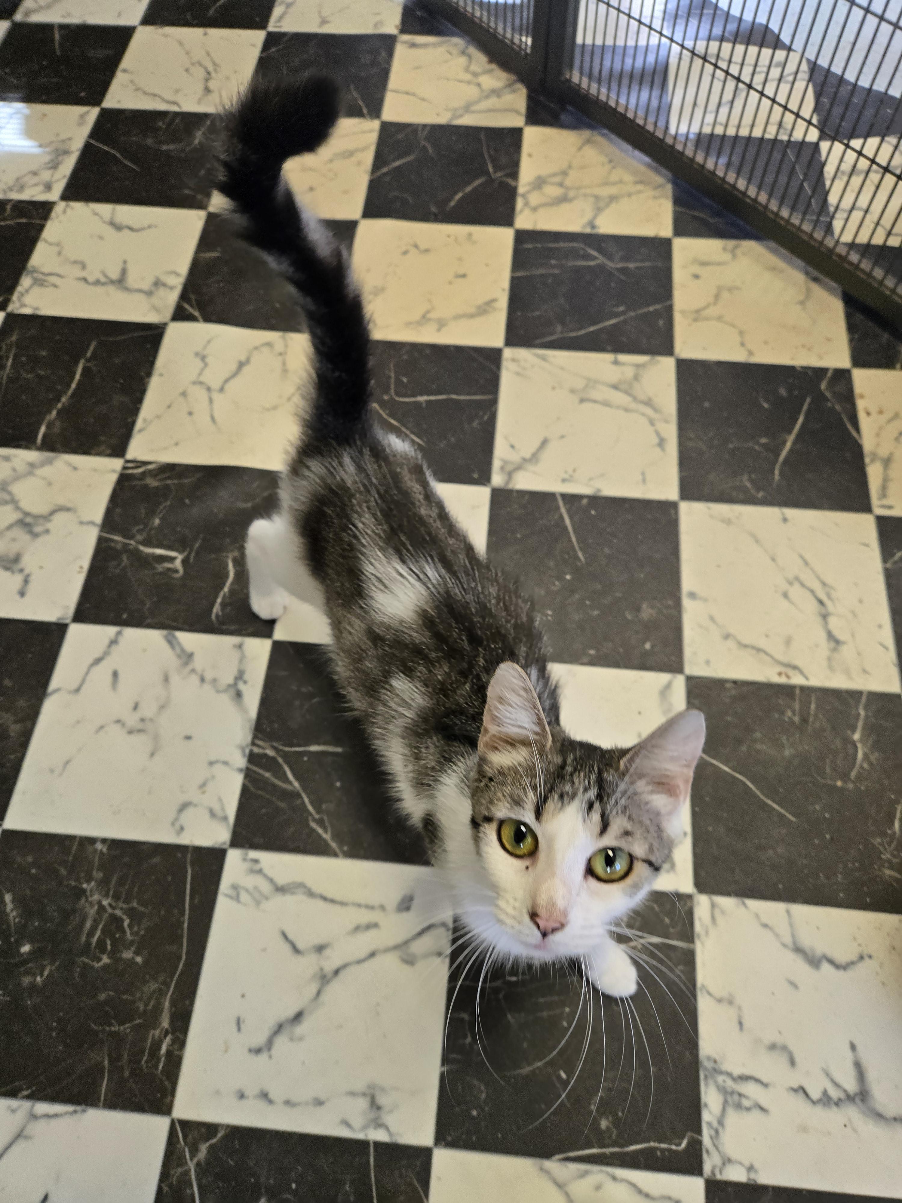 Kiki and Elvira, a Adoptable Domestic Short Hair in Amherst, VA image 1/2