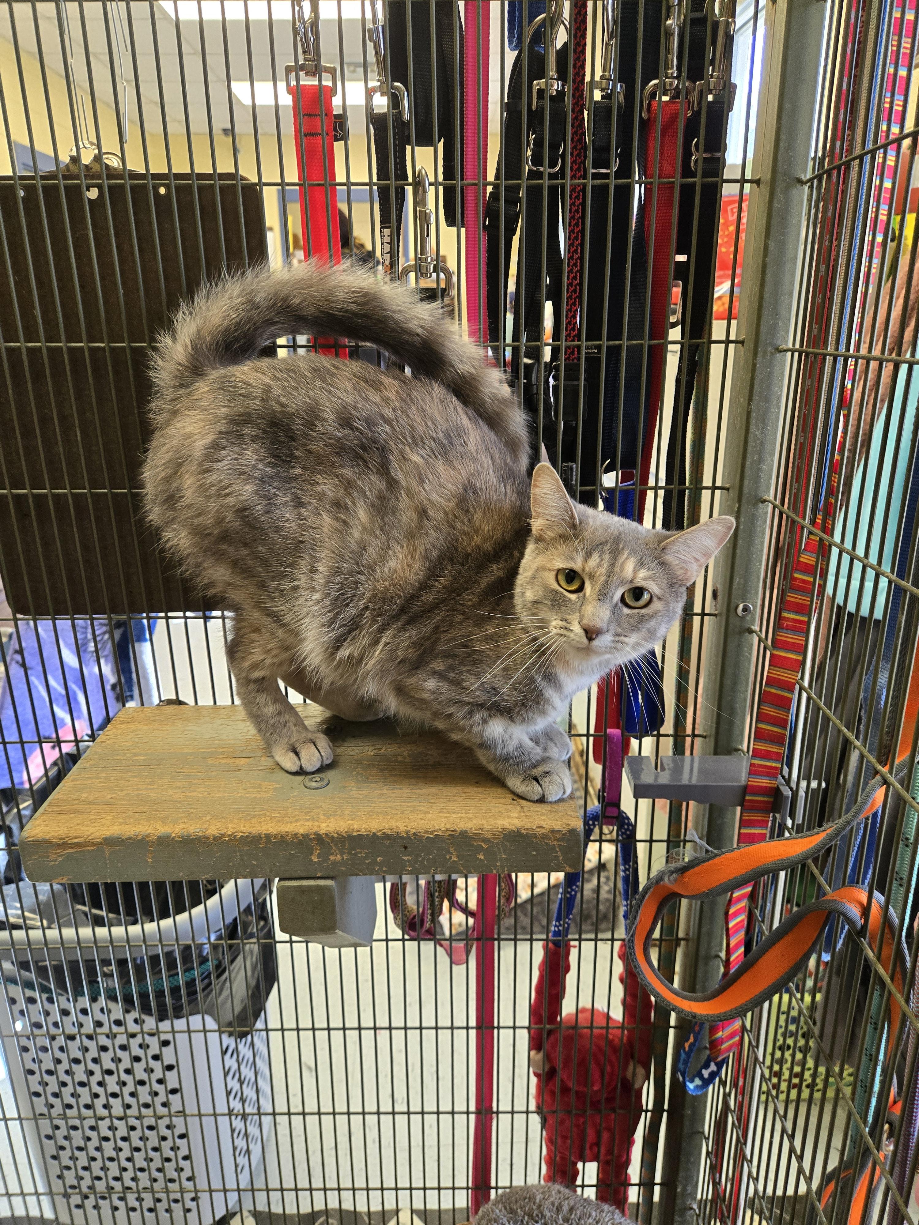 Kiki and Elvira, a Adoptable Domestic Short Hair in Amherst, VA image 2/2