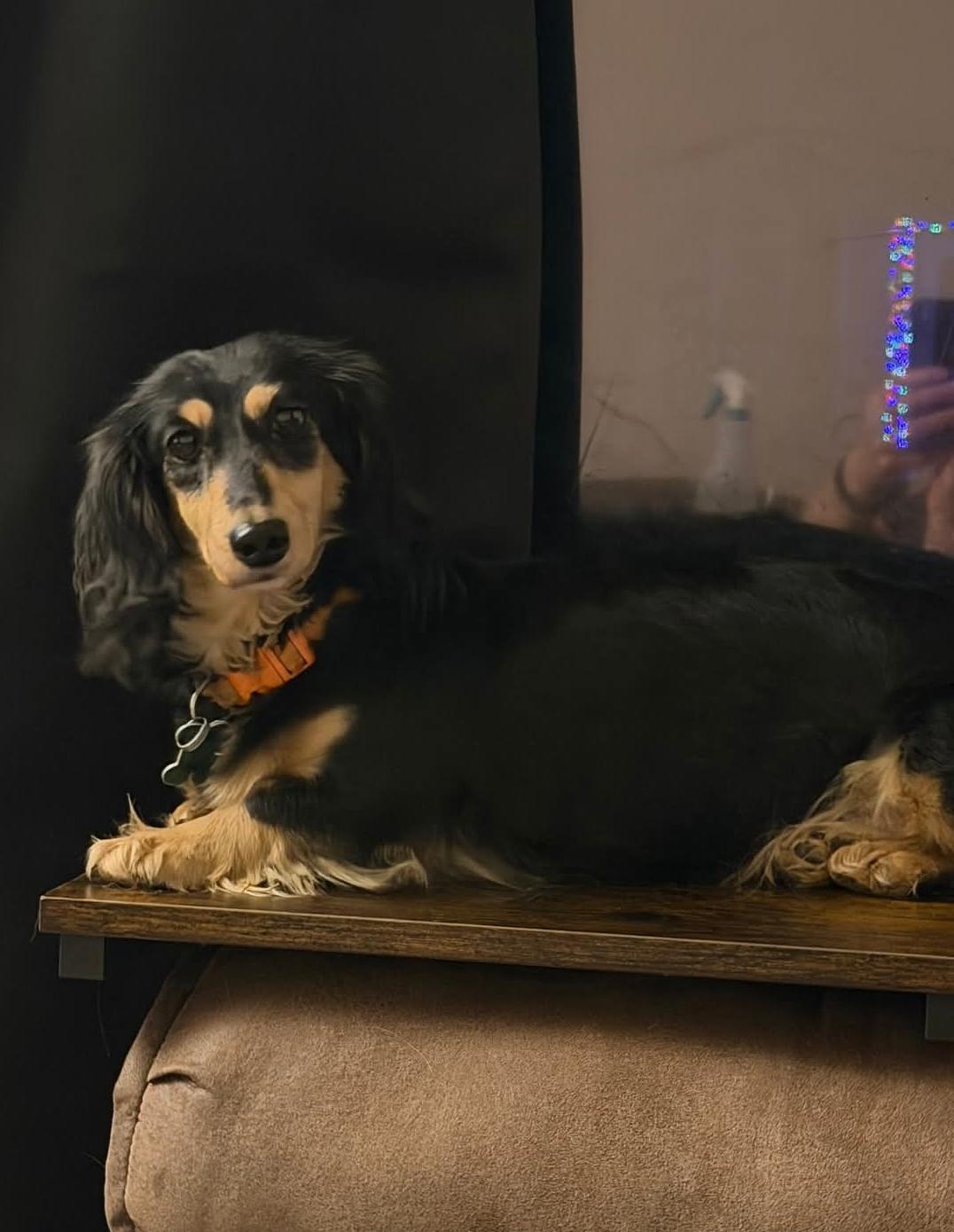 Enlarge Sawyer, a Adopted Dachshund in Sioux Falls, SD image 1/1