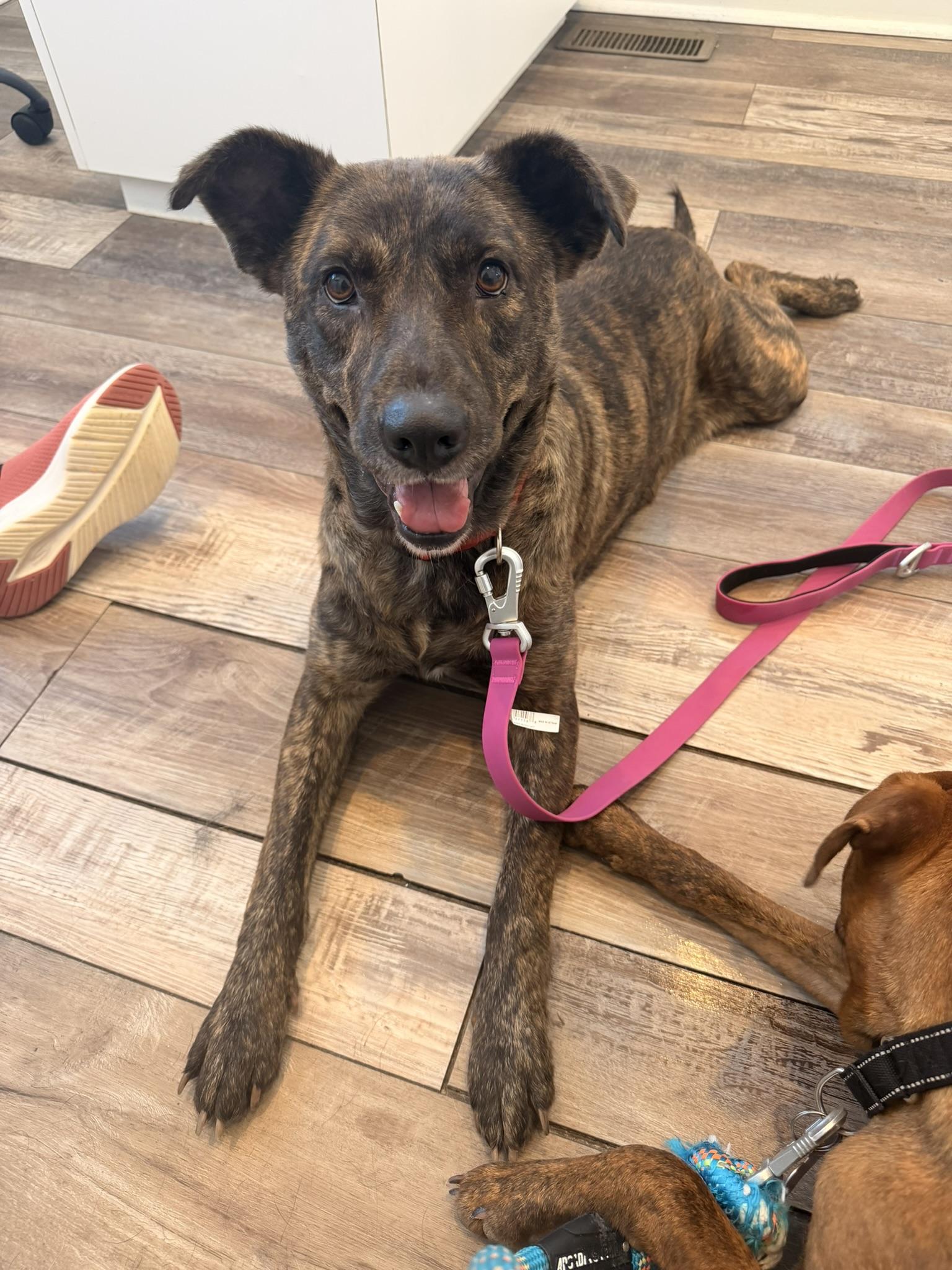 Enlarge Mable, a Adoptable mixed breed in Purchase, NY image 1/5