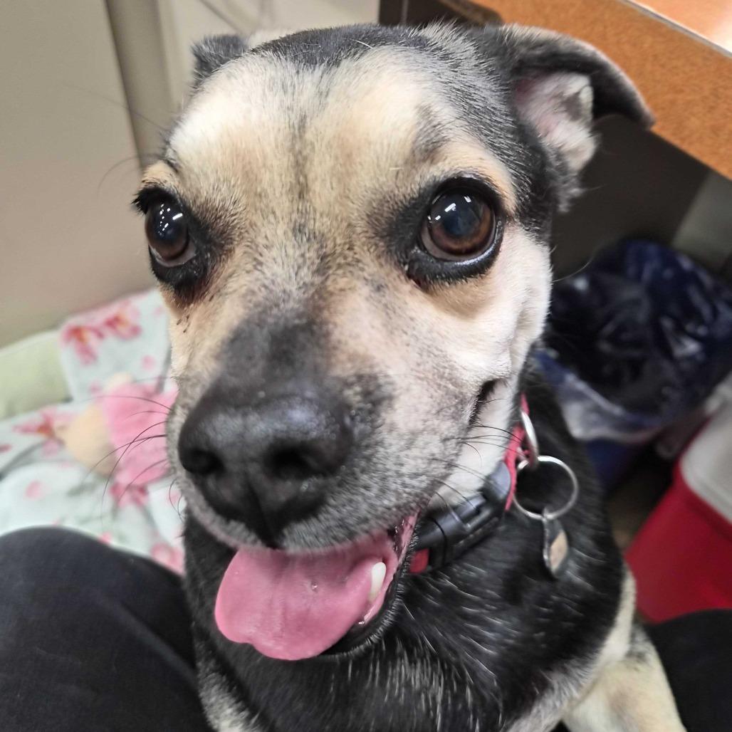 Oswald, Adoptable, Adult Male Chihuahua & Mixed Breed.