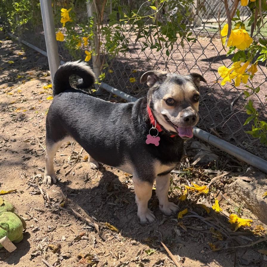 Enlarge Oswald, a Adoptable mixed breed in Riverside, CA image 1/5