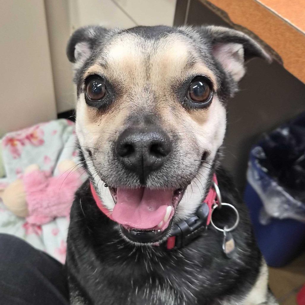 Enlarge Oswald, a Adoptable mixed breed in Riverside, CA image 2/4