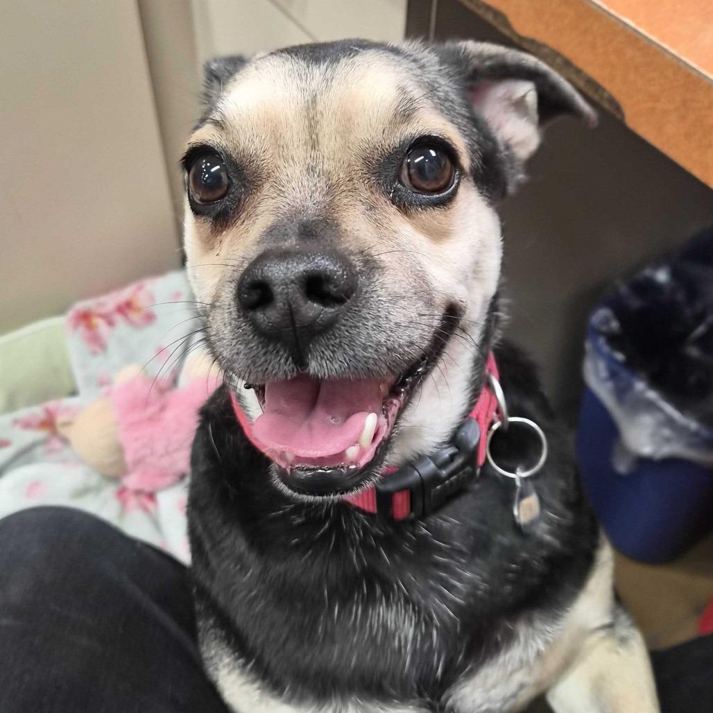 Enlarge Oswald, a Adoptable mixed breed in Riverside, CA image 3/4