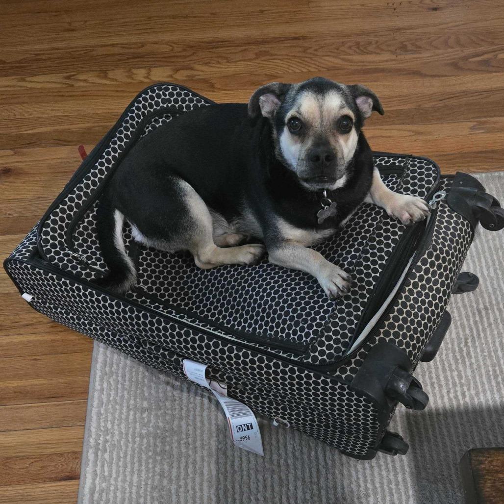 Enlarge Oswald, a Adoptable mixed breed in Riverside, CA image 2/5