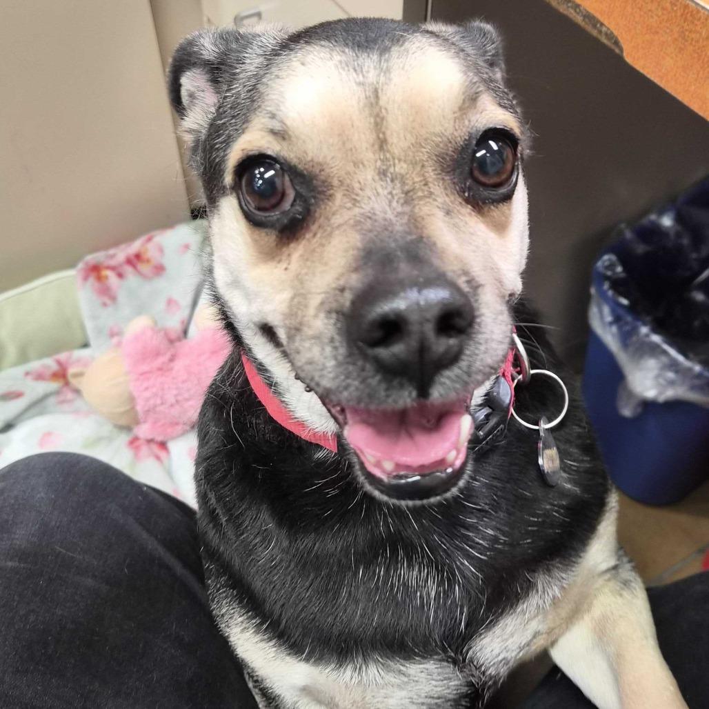 Enlarge Oswald, a Adoptable mixed breed in Riverside, CA image 4/4