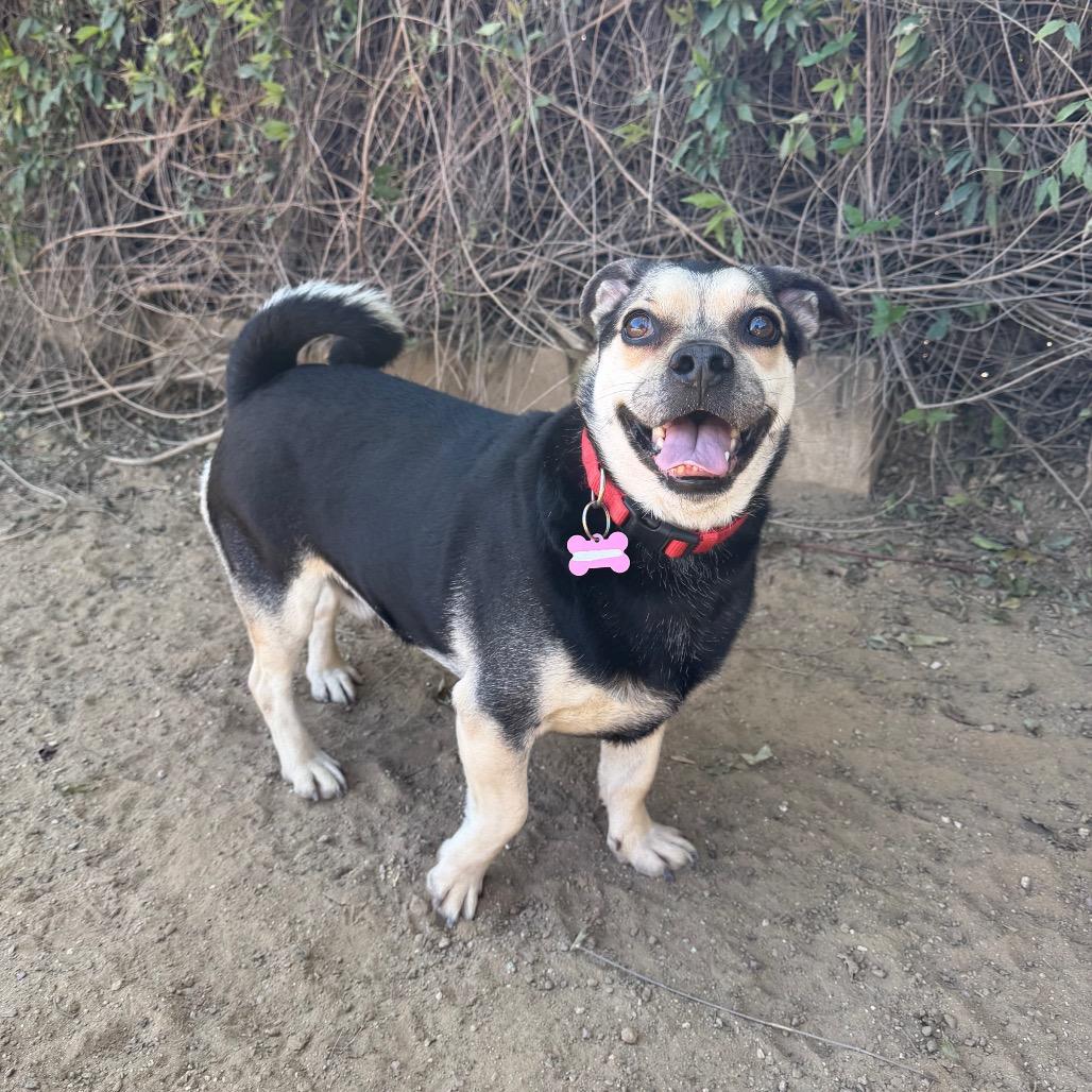 Enlarge Oswald, a Adoptable mixed breed in Riverside, CA image 3/5