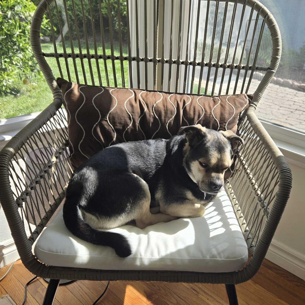 Enlarge Oswald, a Adoptable mixed breed in Riverside, CA image 4/5