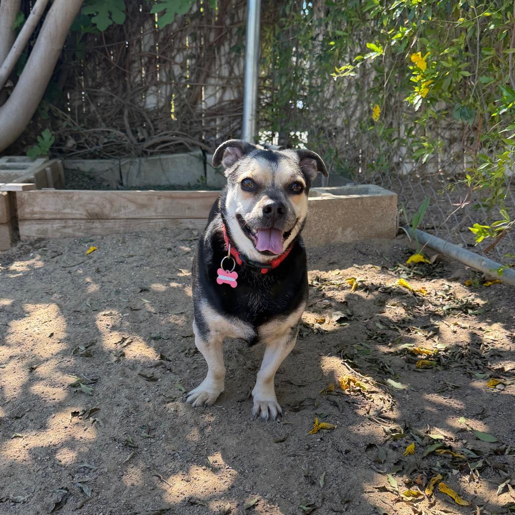 Enlarge Oswald, a Adoptable mixed breed in Riverside, CA image 5/5