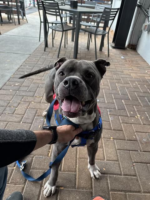 Enlarge ROCKY, a Adoptable Pit Bull Terrier in Indianapolis, IN image 1/1