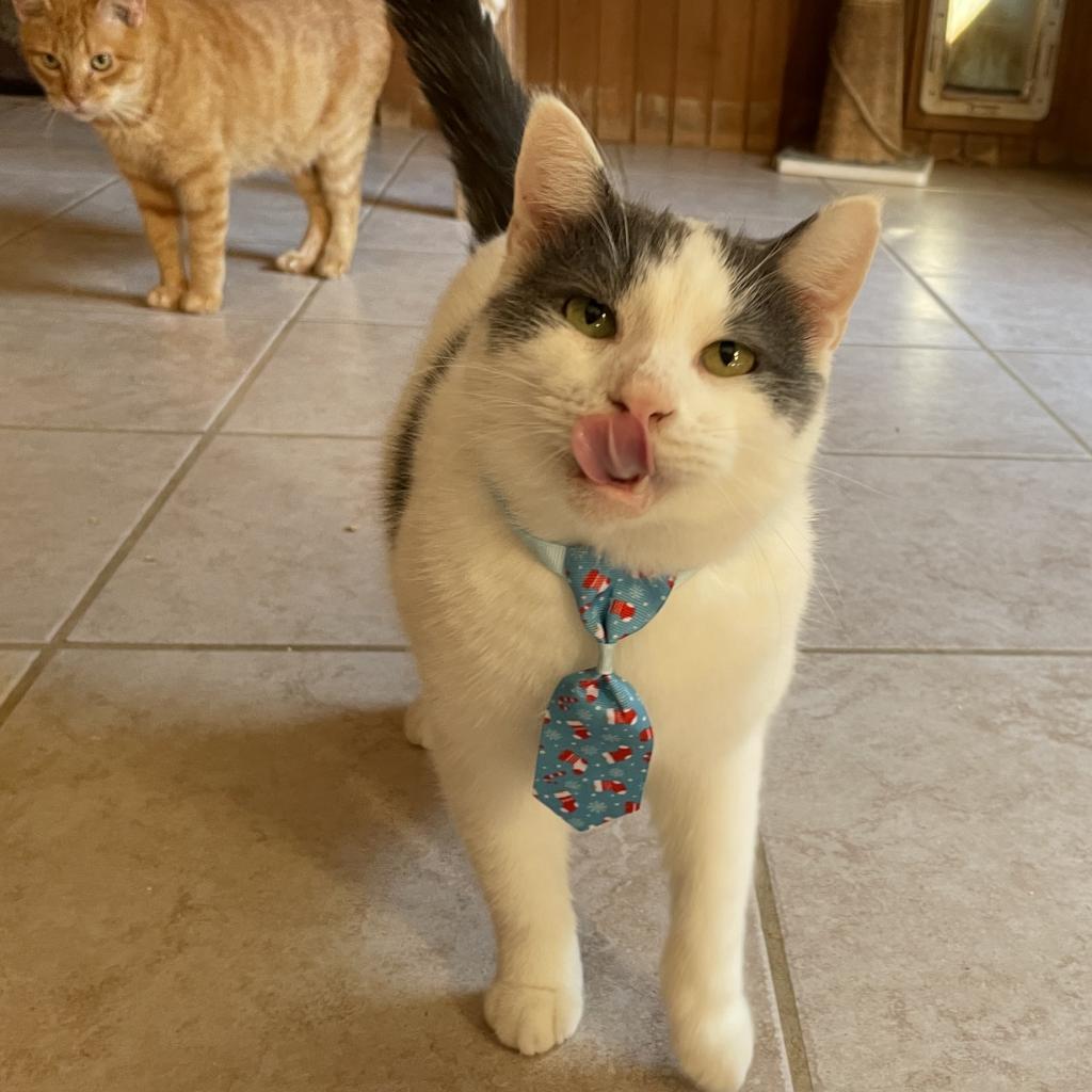 Enlarge Ralphie, a Adoptable Domestic Short Hair in Tylertown, MS image 1/5