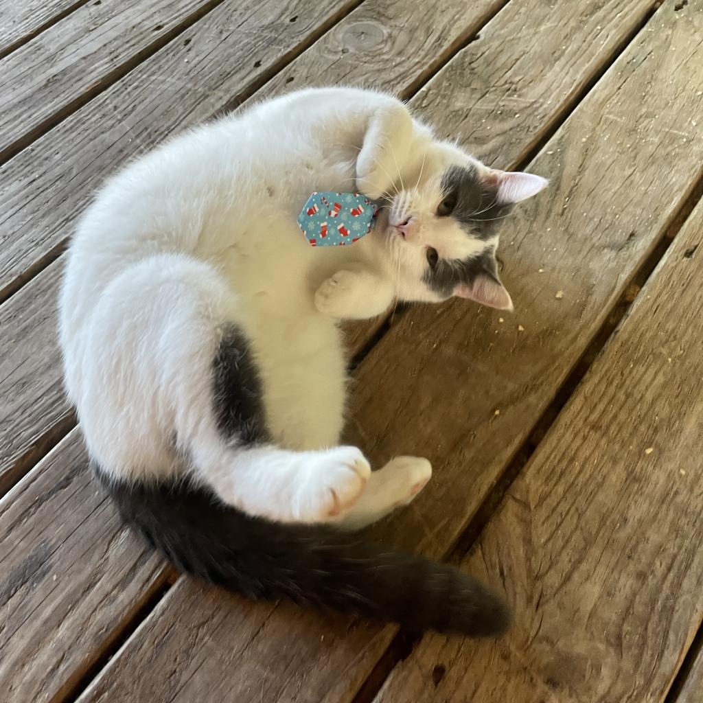 Enlarge Ralphie, a Adoptable Domestic Short Hair in Tylertown, MS image 3/5