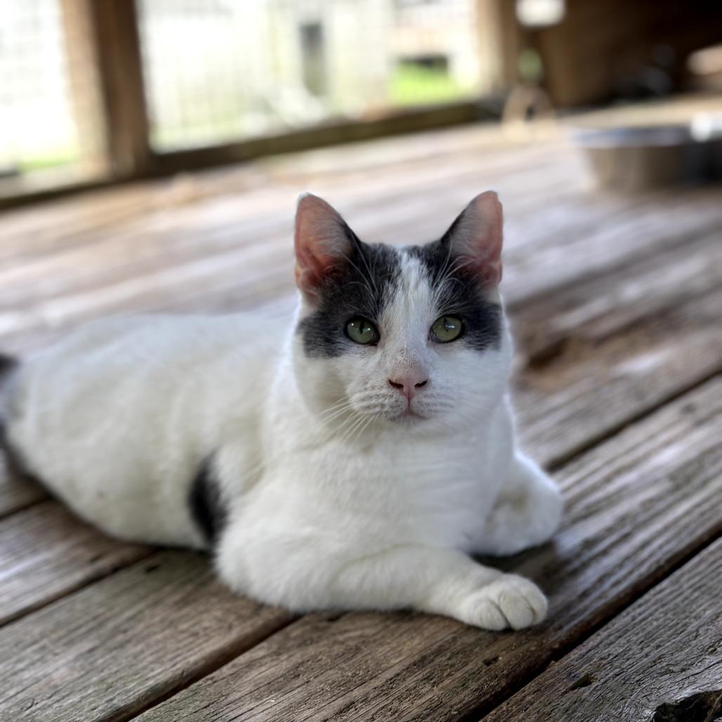 Ralphie, a Adoptable Domestic Short Hair in Tylertown, MS image 4/6
