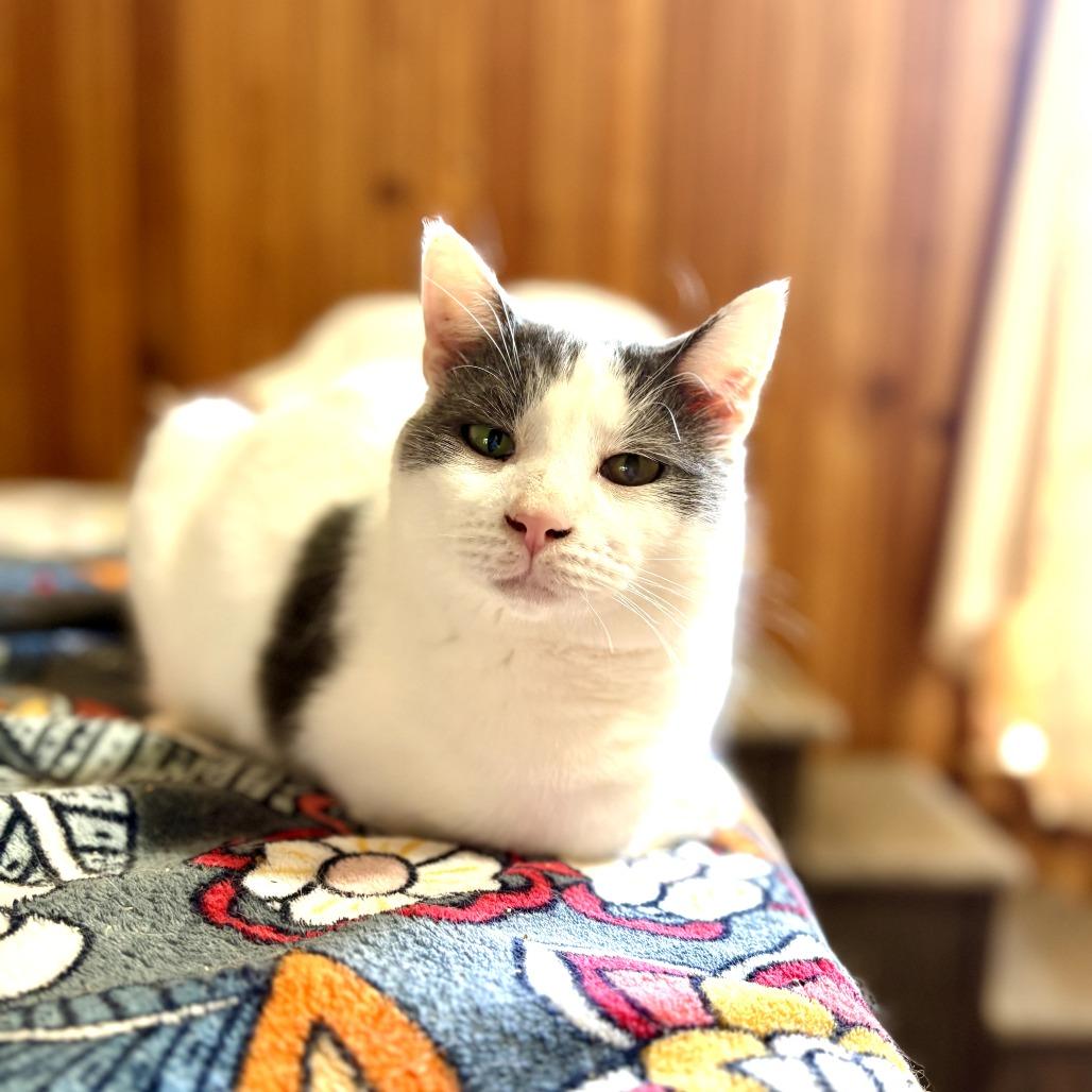 Ralphie, a Adoptable Domestic Short Hair in Tylertown, MS image 5/6