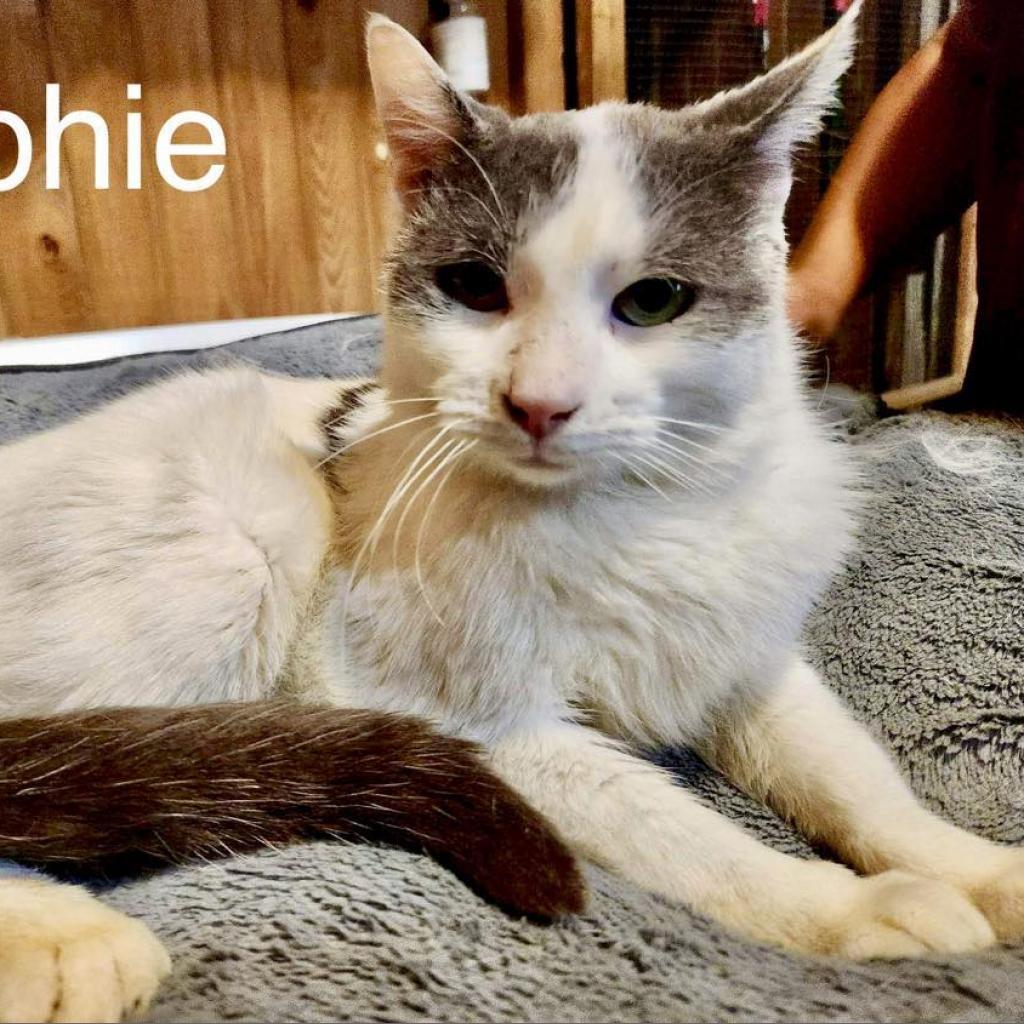 Enlarge Ralphie, a Adoptable Domestic Short Hair in Tylertown, MS image 5/5