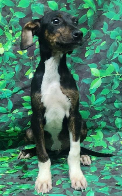 Tom, Adoptable, Puppy Male Terrier & Mixed Breed.