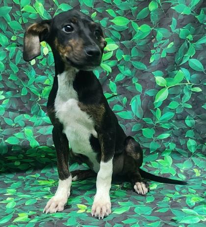 Tom, a Adoptable mixed breed in Elmira, NY image 2/3