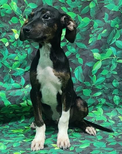 Tom, a Adoptable mixed breed in Elmira, NY image 3/3