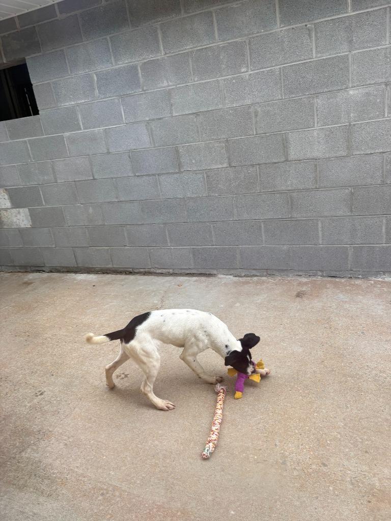 KYLIE, Adoptable, Puppy Female Pit Bull Terrier.