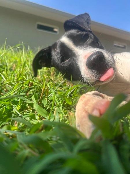 Enlarge KYLIE, a Adoptable Pit Bull Terrier in Athens, AL image 2/6